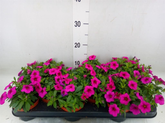 <h4>Calibrachoa  'Callie Pink'</h4>