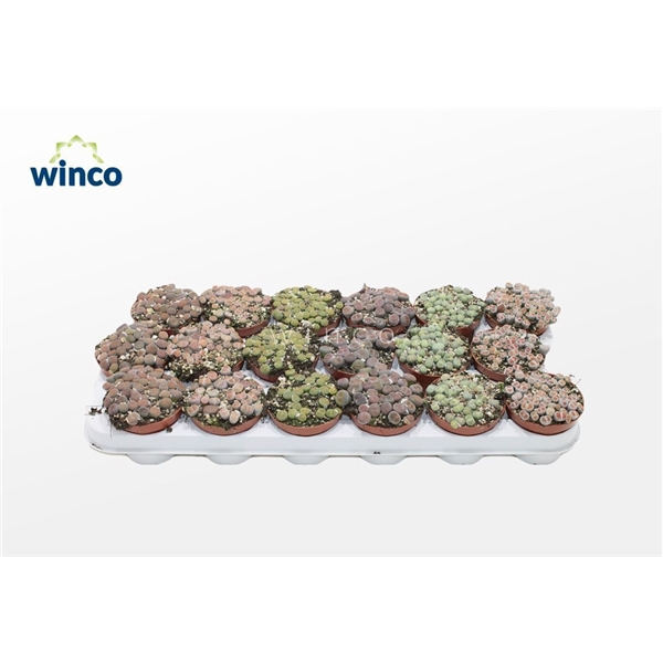 <h4>Lithops Mix (group)</h4>