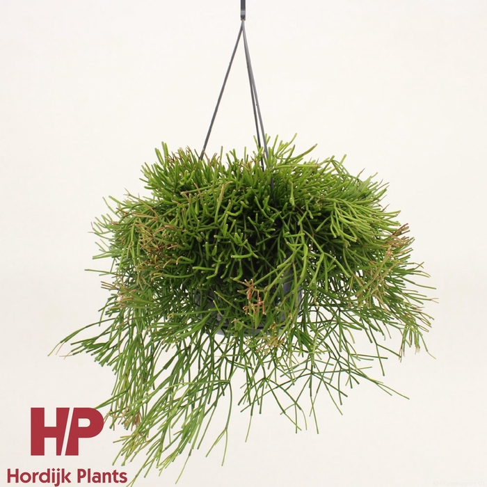 <h4>Rhipsalis clavata</h4>