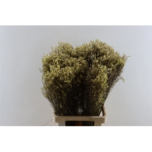 Dried Limonium Diamond Gl Platina Pst