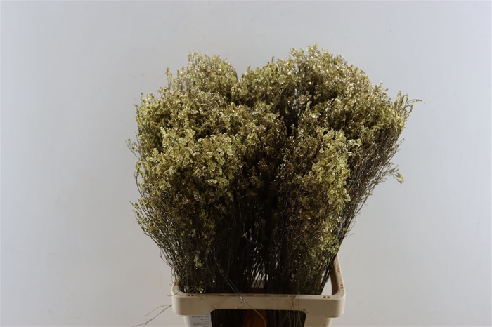 <h4>Dried Limonium Diamond Gl Platina Pst</h4>