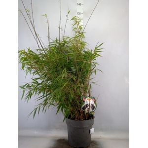 Fargesia rufa