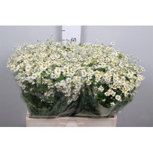 Tana Pa Single Vegmo