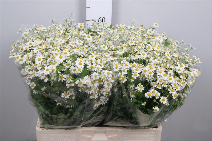 <h4>Tana Pa Single Vegmo</h4>