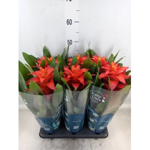 Guzmania  'Fiero Red'