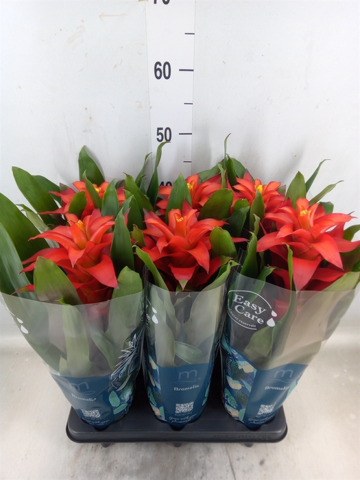 <h4>Guzmania  'Fiero Red'</h4>