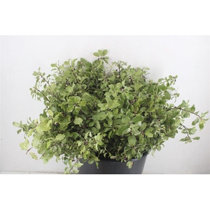 Pittosp Nevato Wit 150gr P Bunch