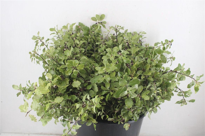 <h4>Pittosp Nevato Wit 150gr P Bunch</h4>