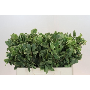 Pittosporum Ilan