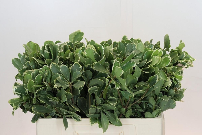 <h4>Pittosporum Ilan</h4>