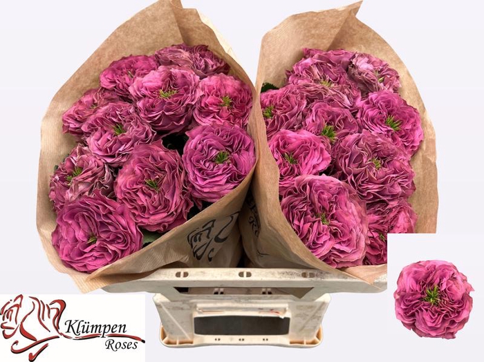 <h4>R Gr Purple Delight Kluempen</h4>