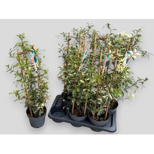 TRAC JASMINOIDES