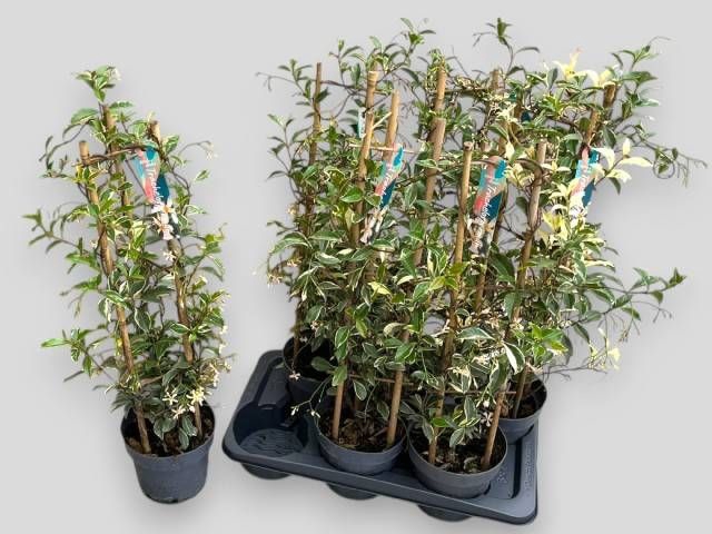 <h4>TRAC JASMINOIDES</h4>