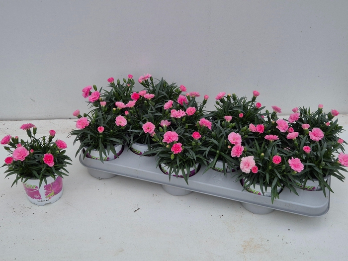 <h4>DIAN I LOVE U</h4>