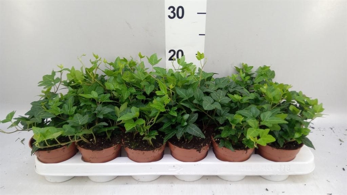 <h4>Hedera   ...green leafed</h4>