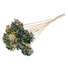 Shola Karnish Flower 6cm on stem Multicolour Green/Yellow