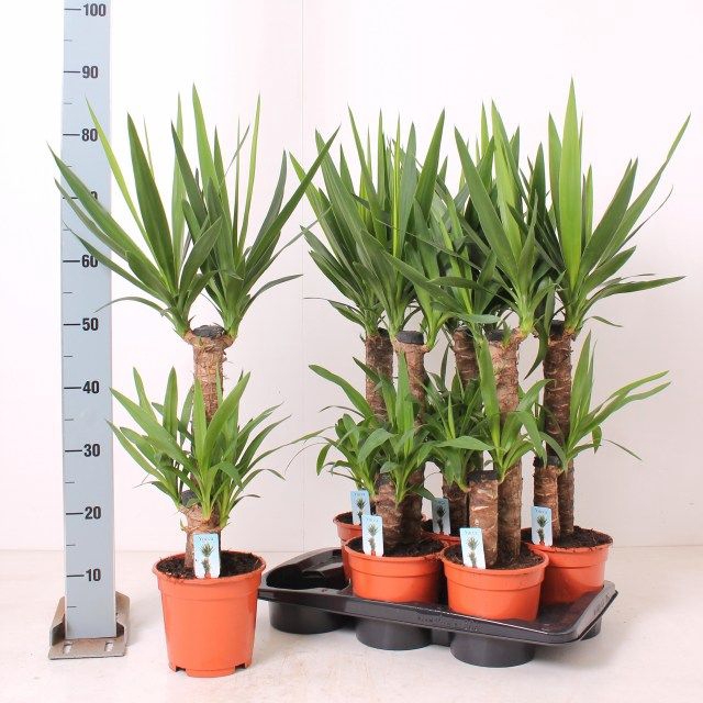 <h4>YUCCA</h4>