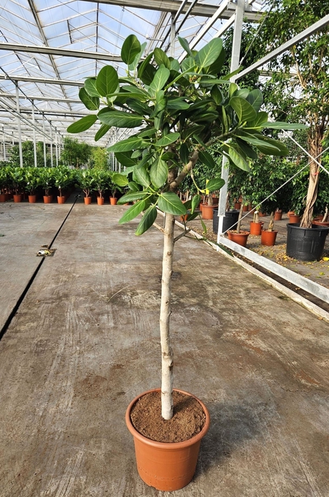 <h4>Ficus Benghalensis</h4>