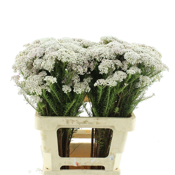 <h4>Ozoth Cooks Light Pink</h4>