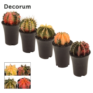Gymnocalycium Cactus 7, 5 cm Variegated (Decorum)