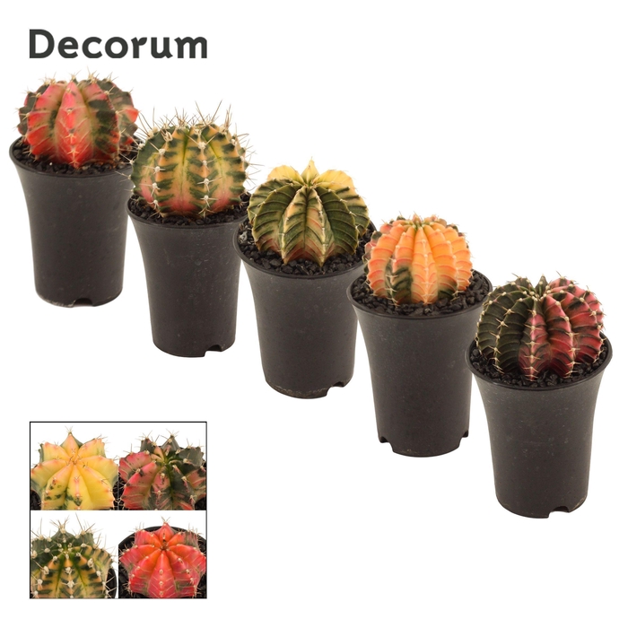 <h4>Gymnocalycium Cactus 7, 5 cm Variegated (Decorum)</h4>