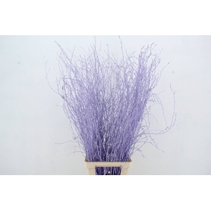 Betula Bs Milka FST