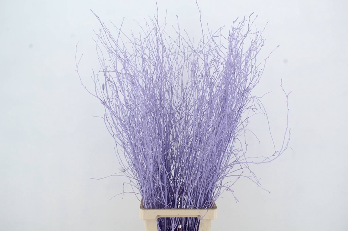 <h4>Betula Bs Milka FST</h4>