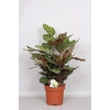 Calathea Makoyana