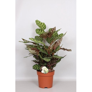 Calathea Makoyana