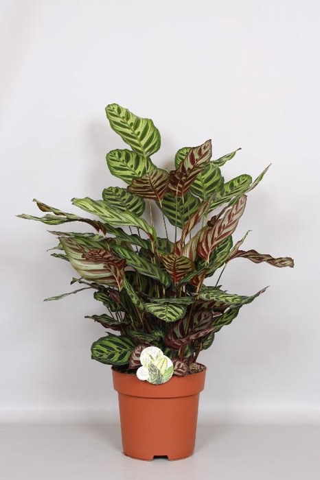 <h4>Calathea Makoyana</h4>