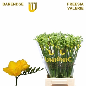 Freesia enk Valerie