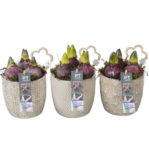 PTHC6040 Arrangementen Hyacinthus