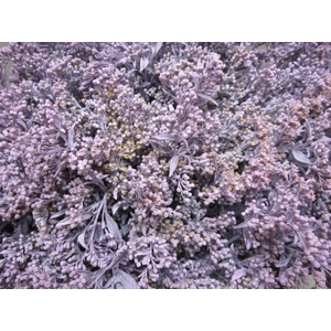 Solidago Licht Milka