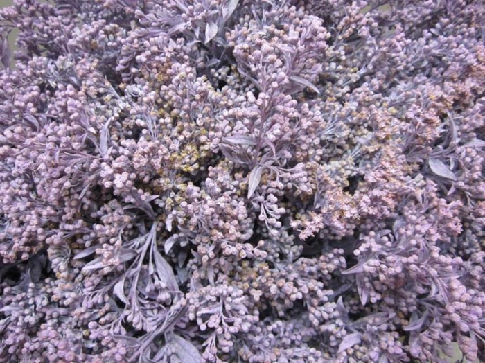 <h4>Solidago Licht Milka</h4>