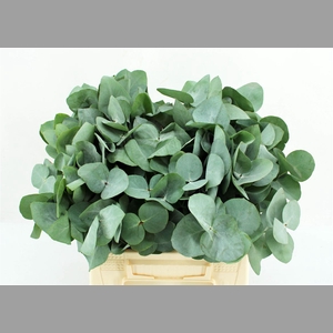 Euca Cinerea 42 Cm P Stem S A