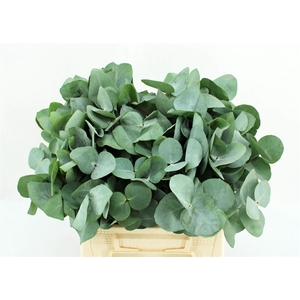 Euca Cinerea 42 Cm P Stem S A