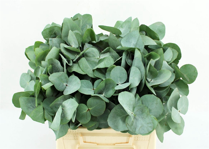 <h4>Euca Cinerea 42 Cm P Stem Sa</h4>