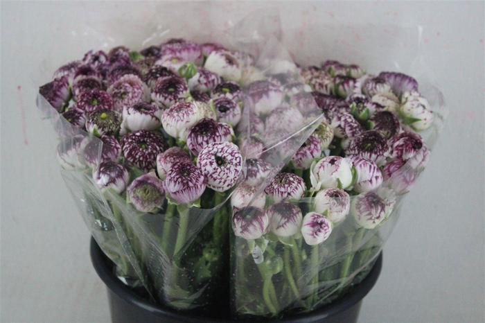 <h4>Ran Elegance Cappucino</h4>