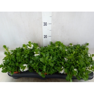 Scaevola  'Whirlwind White'