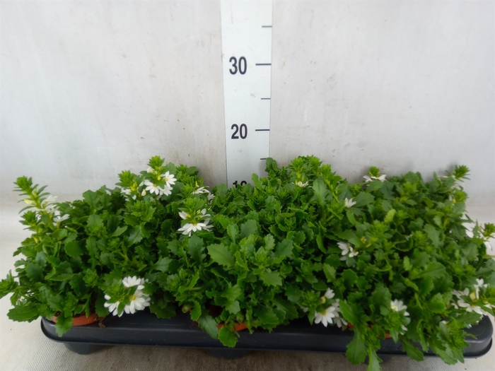 <h4>Scaevola  'Whirlwind White'</h4>