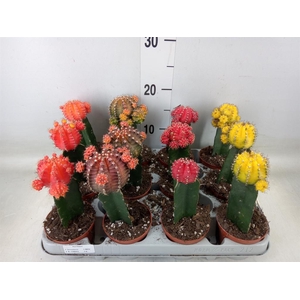 Gymnocalycium mihanov. 'Brasil'