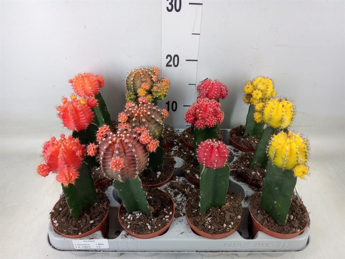 <h4>Gymnocalycium mihanov. 'Brasil'</h4>