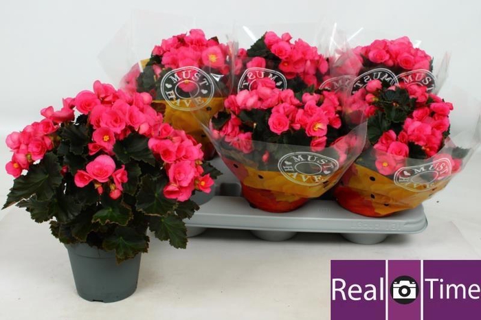 <h4>Beg Hl Adonia Pink</h4>