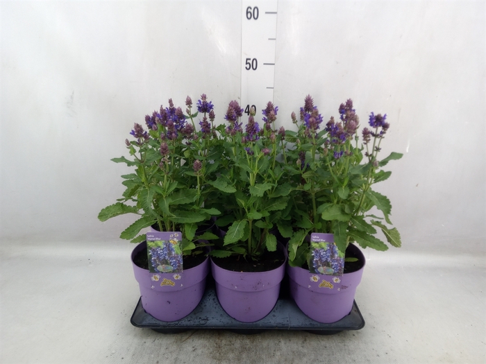 <h4>Salvia nemorosa</h4>