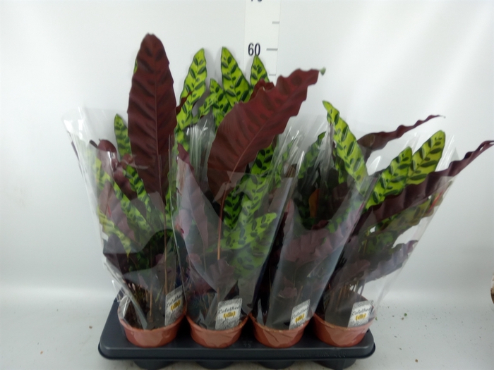 <h4>Calathea lancifolia</h4>