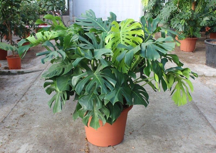 <h4>Monstera deliciosa</h4>