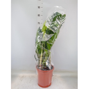 Zamioculcas zamiifolia