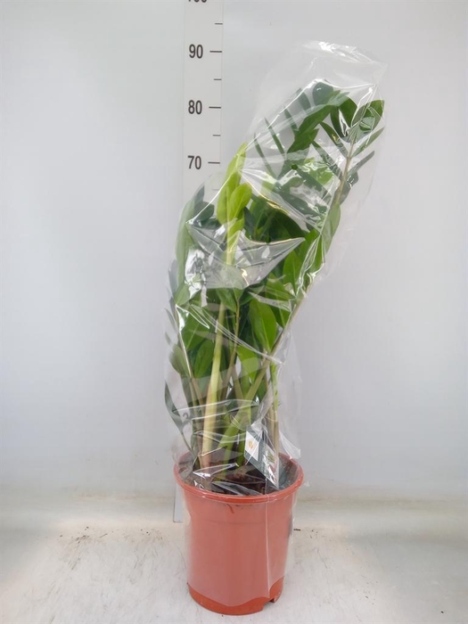 <h4>Zamioculcas zamiifolia</h4>