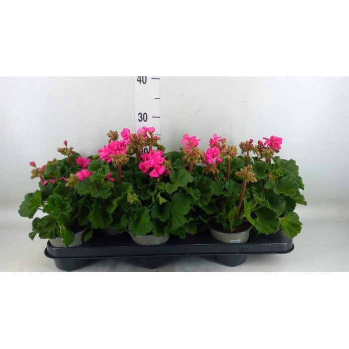 <h4>Pelargonium zona. 'ToscaSil Klaas'</h4>