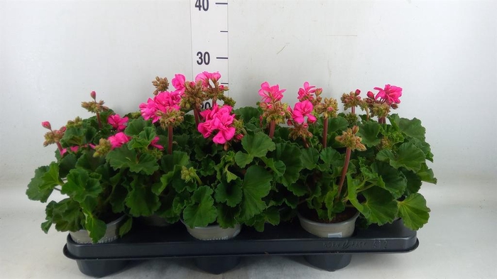 <h4>Pelargonium zona. 'ToscaSil Klaas'</h4>